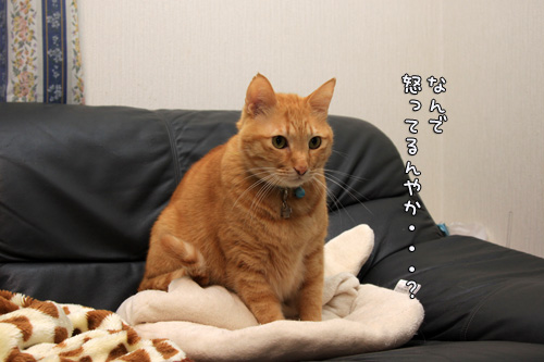 この、こだわりのなさ。_d0355333_14563918.jpg