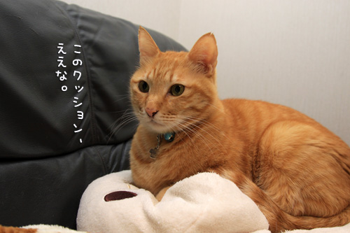 この、こだわりのなさ。_d0355333_14563925.jpg