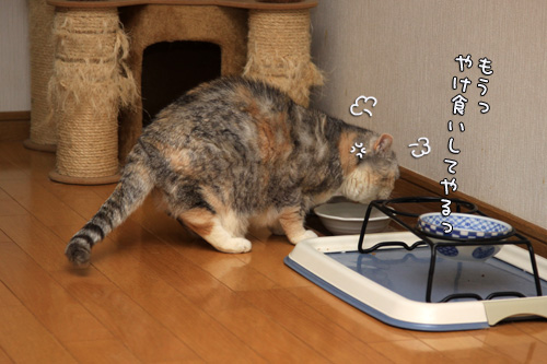 この、こだわりのなさ。_d0355333_14563977.jpg