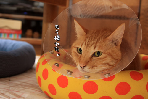 心外な顔。_d0355333_14564065.jpg