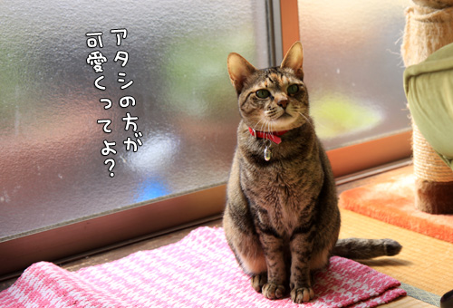 にゃんず天国黒豆家へ。_d0355333_14570452.jpg