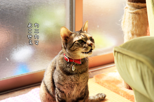 にゃんず天国黒豆家へ。_d0355333_14570454.jpg