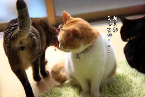 にゃんず天国黒豆家へ。_d0355333_14570476.jpg