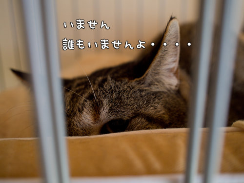 にゃんず天国黒豆家へ。_d0355333_14570570.jpg