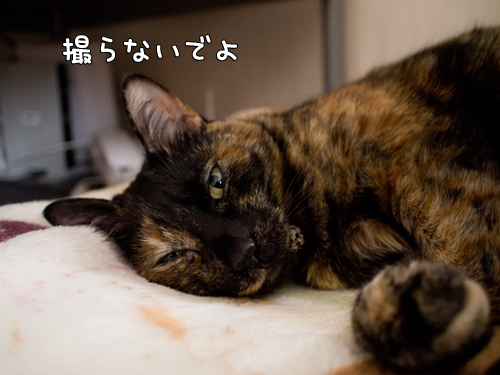 見られたくないの?_d0355333_14571388.jpg