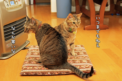 ファンヒーターいつまで?_d0355333_14571445.jpg