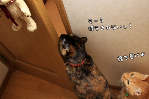 トイレへ誘う猫。_d0355333_14571628.jpg