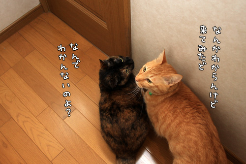 トイレへ誘う猫。_d0355333_14571637.jpg