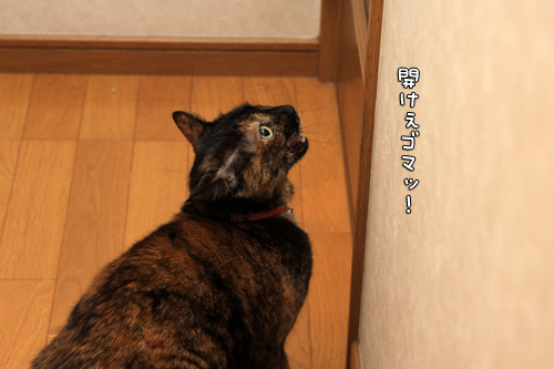 トイレへ誘う猫。_d0355333_14571684.jpg