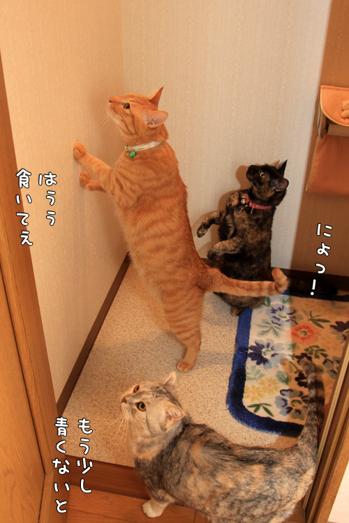 トイレの窓には・・・_d0355333_14571776.jpg