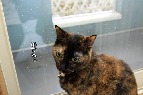 春の嵐を窓辺から_d0355333_14571835.jpg