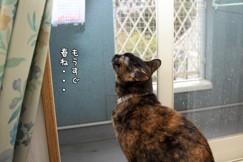 春の嵐を窓辺から_d0355333_14571922.jpg