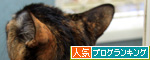 春の嵐を窓辺から_d0355333_14571964.jpg
