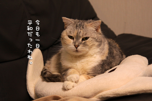 まみちゃん13歳!_d0355333_14572366.jpg