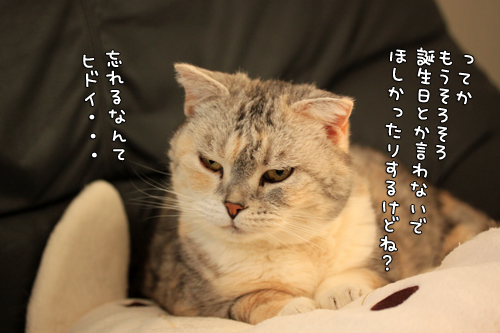 まみちゃん13歳!_d0355333_14572487.jpg