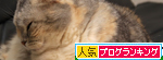 まみちゃん13歳!_d0355333_14572575.jpg