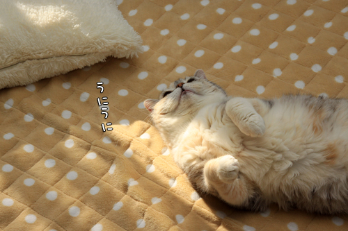 頑張らないこと_d0355333_14572707.jpg