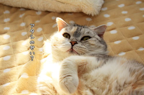 頑張らないこと_d0355333_14572851.jpg