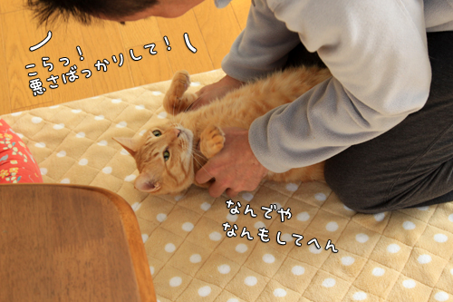 ちゃとら伝説_d0355333_14573348.jpg