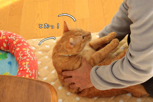 ちゃとら伝説_d0355333_14573382.jpg