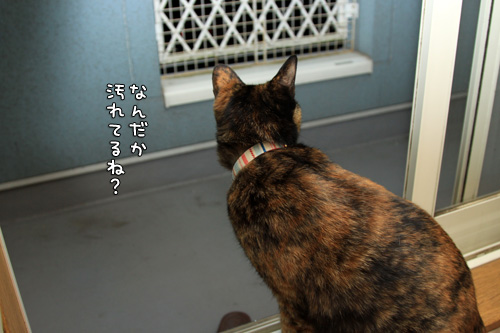 ベランダで、にょーん!_d0355333_14574358.jpg