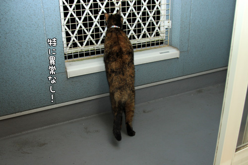 ベランダで、にょーん!_d0355333_14574370.jpg