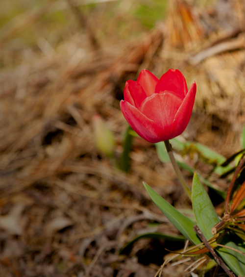 桜と接待上手_d0355333_14574576.jpg