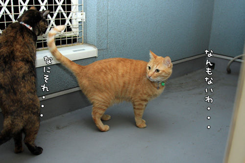 かわいい背中、ふたつ。_d0355333_14574701.jpg