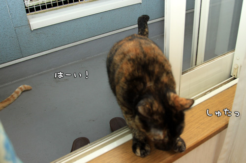 かわいい背中、ふたつ。_d0355333_14574757.jpg