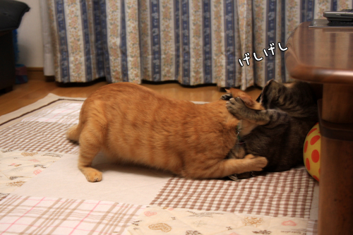 一触即発?!_d0355333_14575399.jpg