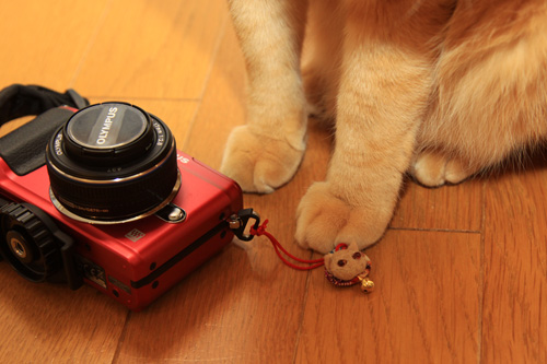 猫毛フェルトやってみました_d0355333_14575610.jpg