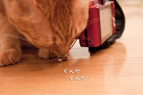 猫毛フェルトやってみました_d0355333_14575644.jpg