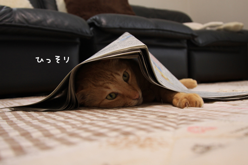 乗ってあげてください_d0355333_14575859.jpg