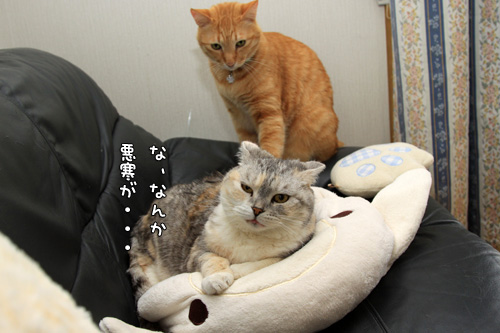 悪い手!_d0355333_14580939.jpg