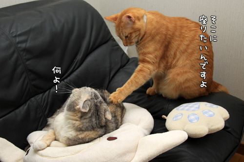悪い手!_d0355333_14580947.jpg