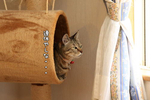 ゴールデンウィーク中につき_d0355333_14581198.jpg