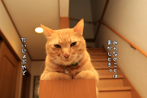 任せたよ!_d0355333_14581949.jpg