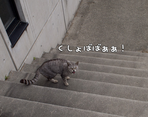 それはないでしょ!_d0355333_14582778.jpg