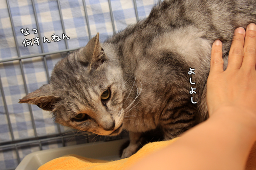 怖くないのおまじない。_d0355333_14584211.jpg