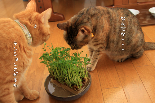 豆苗はどうだ?_d0355333_14584511.jpg