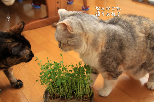 豆苗はどうだ?_d0355333_14584528.jpg