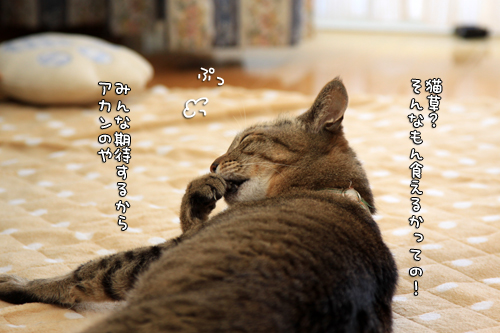 豆苗はどうだ?_d0355333_14584546.jpg
