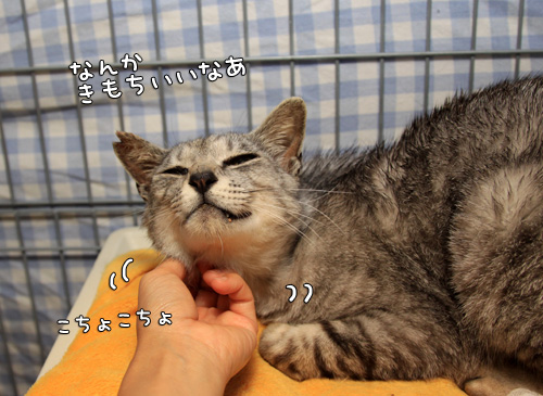 聞こえた?_d0355333_14584677.jpg