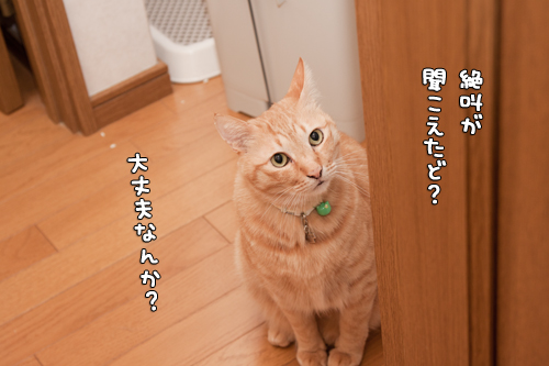 気になるんだよね。_d0355333_14585223.jpg