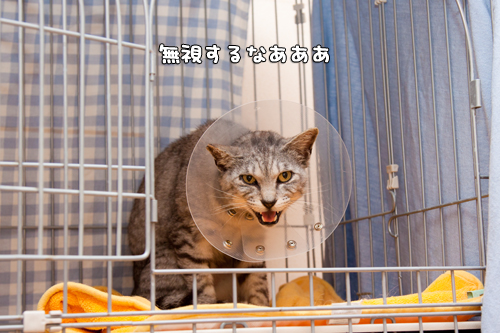 気になるんだよね。_d0355333_14585283.jpg