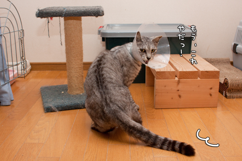 不都合なカラー_d0355333_14585498.jpg