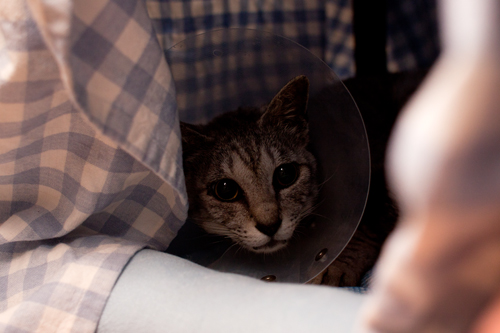 ねこはこたつ。_d0355333_14585519.jpg