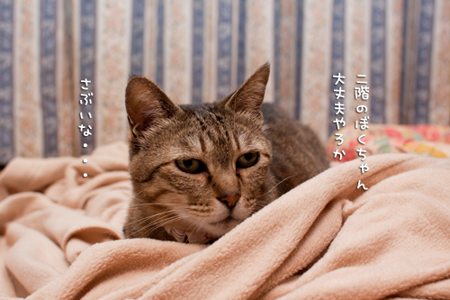 ねこはこたつ。_d0355333_14585552.jpg