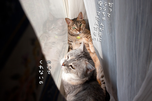 ネコとヒトの都合。_d0355333_14590290.jpg