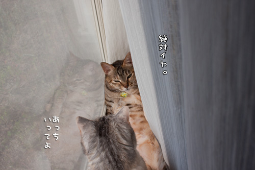 ネコとヒトの都合。_d0355333_14590292.jpg